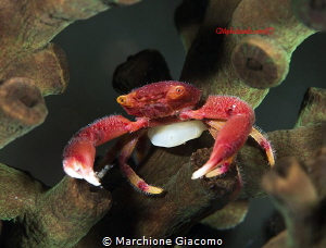 Coral crab . Raja Ampat
Nikon D800E, 105 macro , two strobo by Marchione Giacomo 
